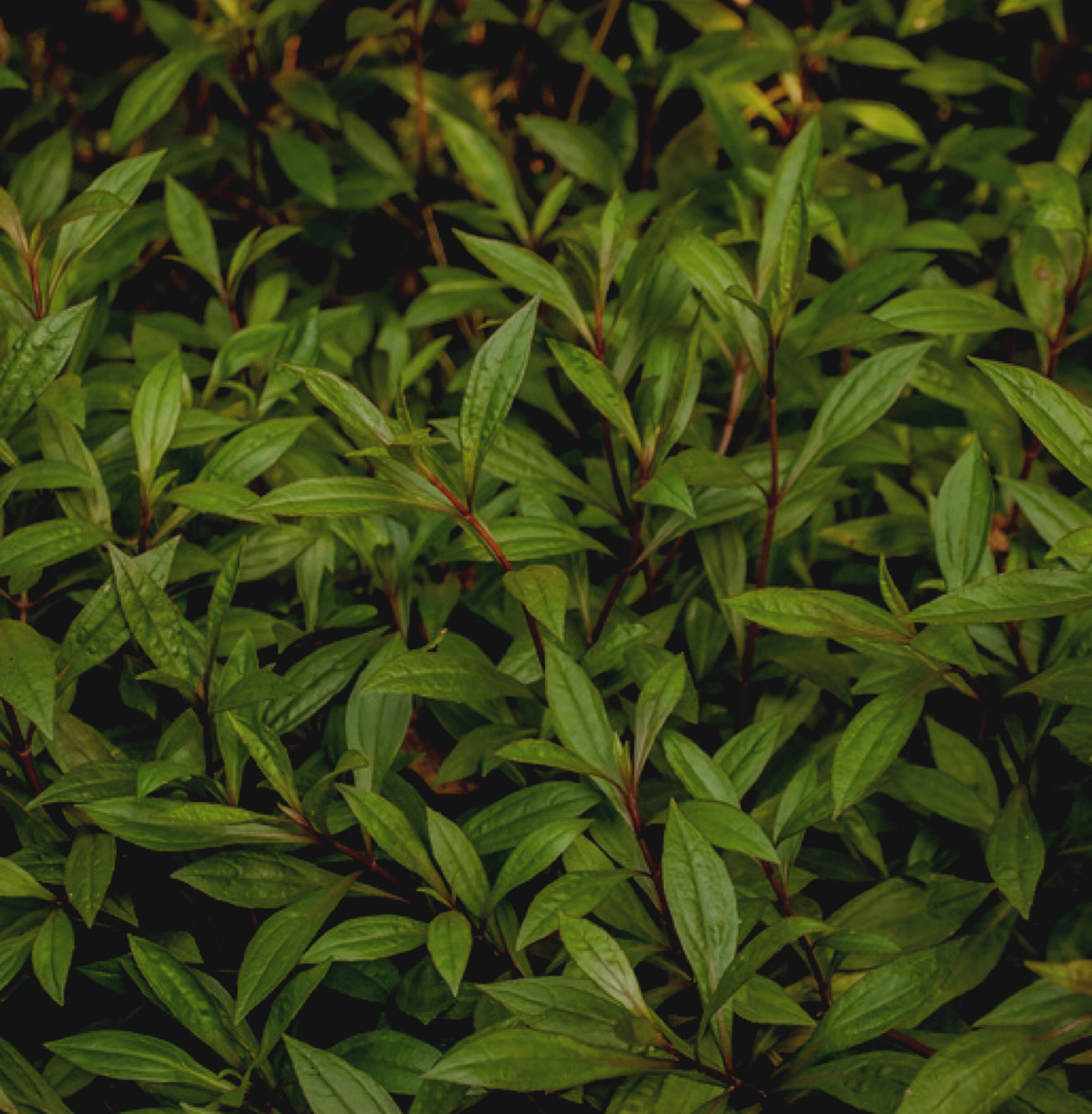 Ayapana (Ayapana triplinervis), dried leaves, 40g