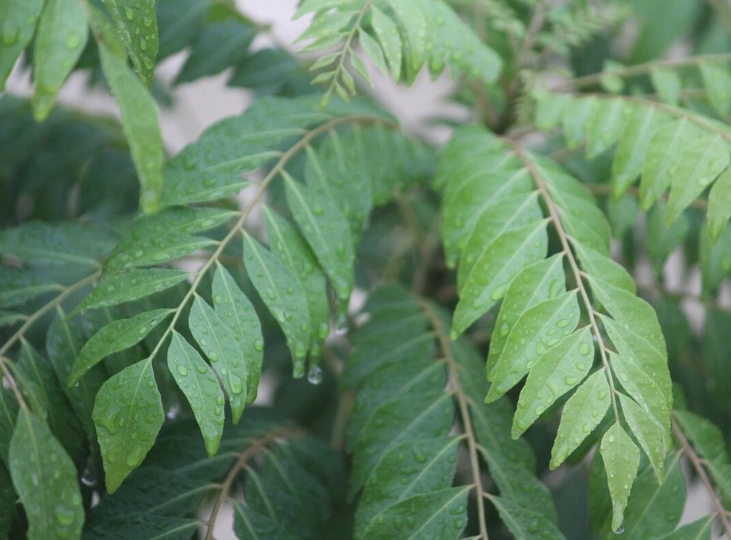 Serge Lebon - Poudre de Caloupilé, 40g