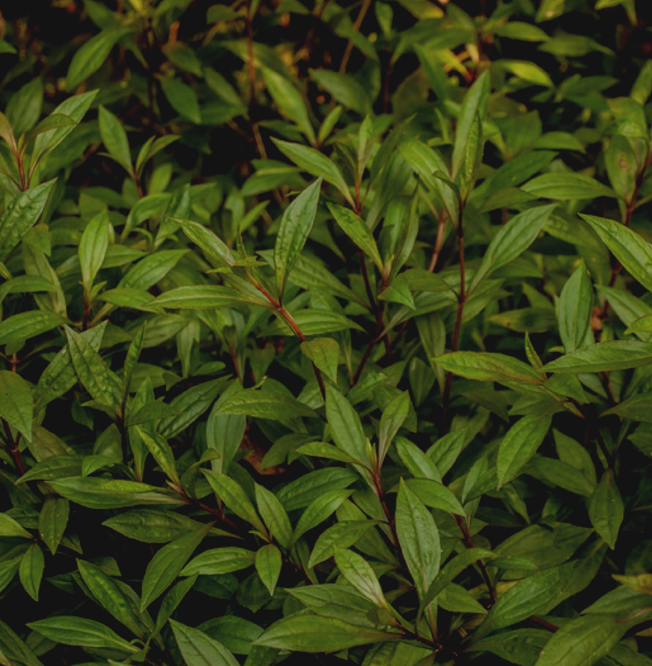 Ayapana (Ayapana triplinervis), feuilles séchées, 40g